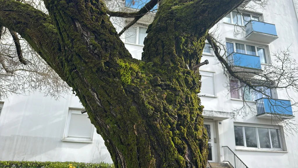 Brochage d'un arbre à Bordeaux par Alexis Anat