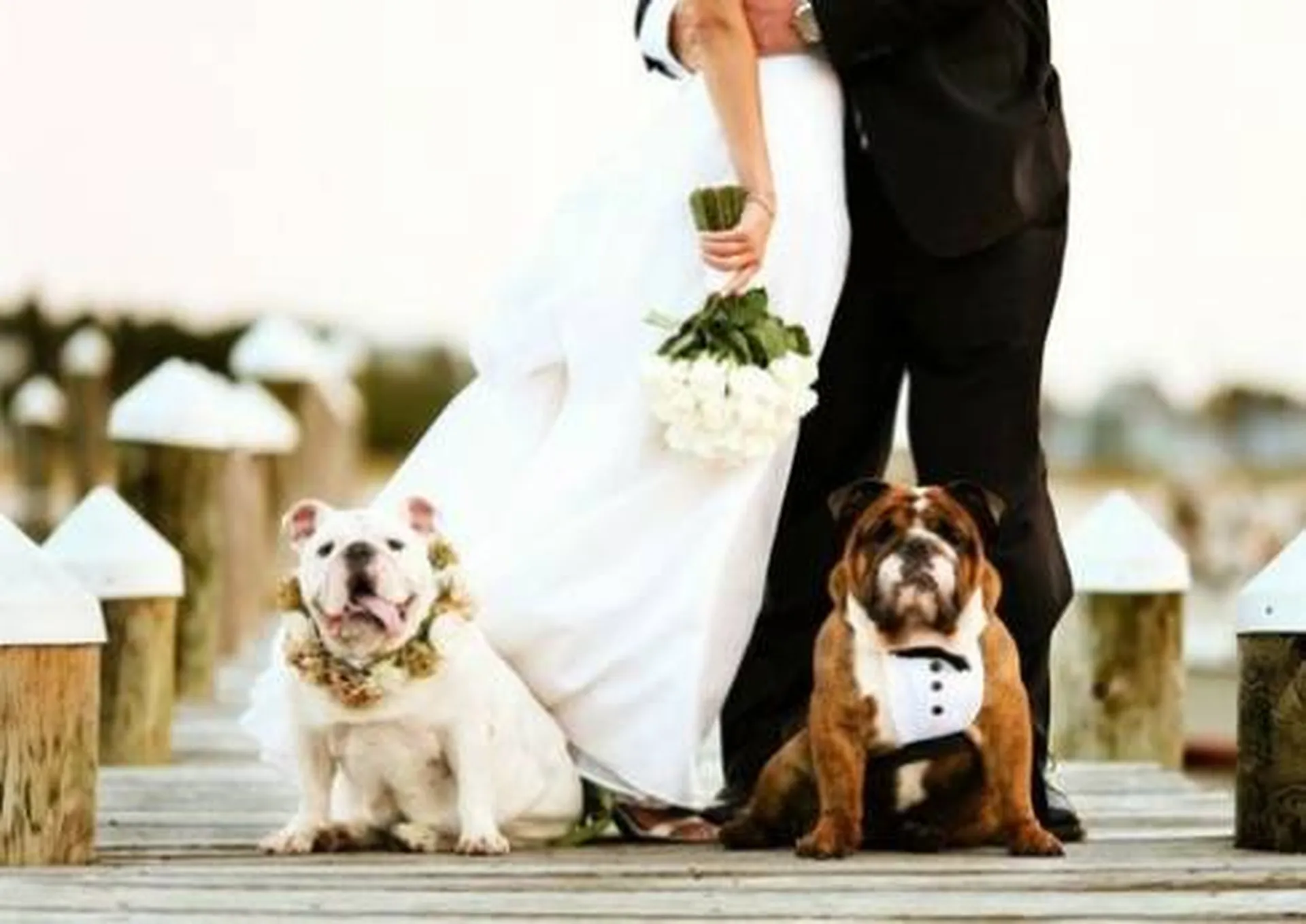 celebration avec son chien