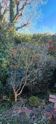Tailles haie et Oliviers dans le 12ème à Marseille. 
