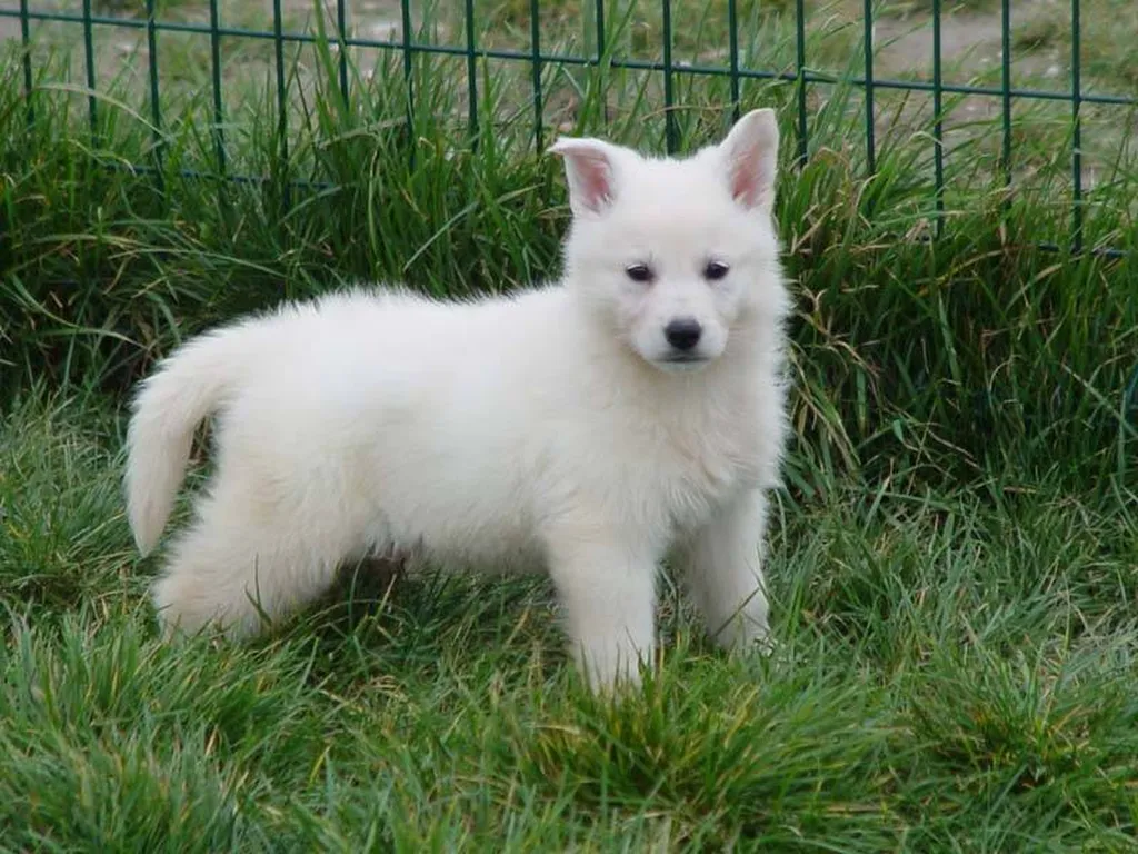 chiot berger blanc suisse