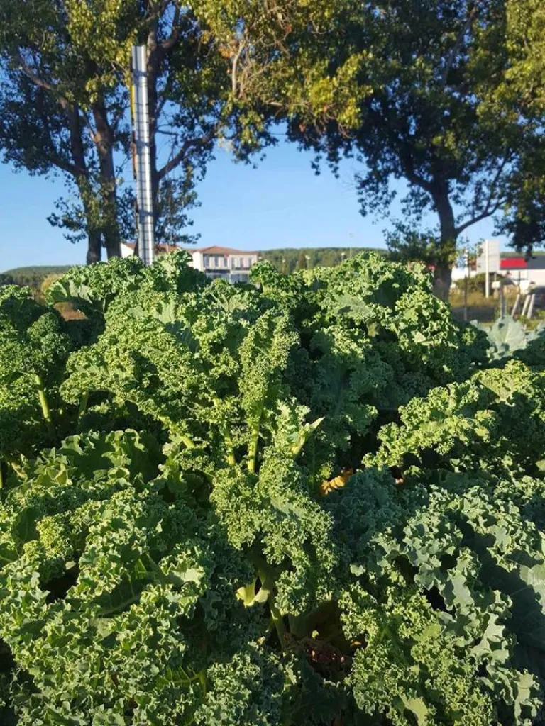 Chou Kale Cueillette 