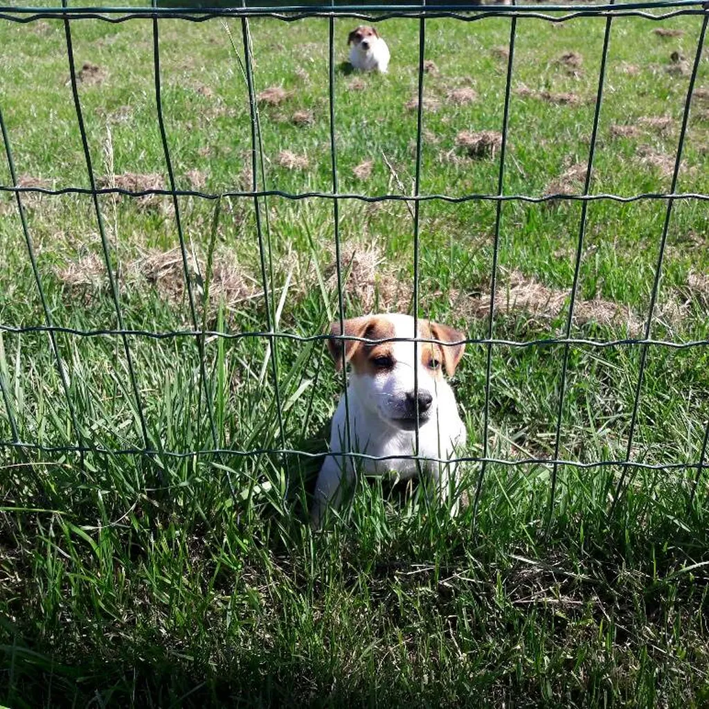 JACK RUSSELL TERRIER L.O.F. AVIGNON