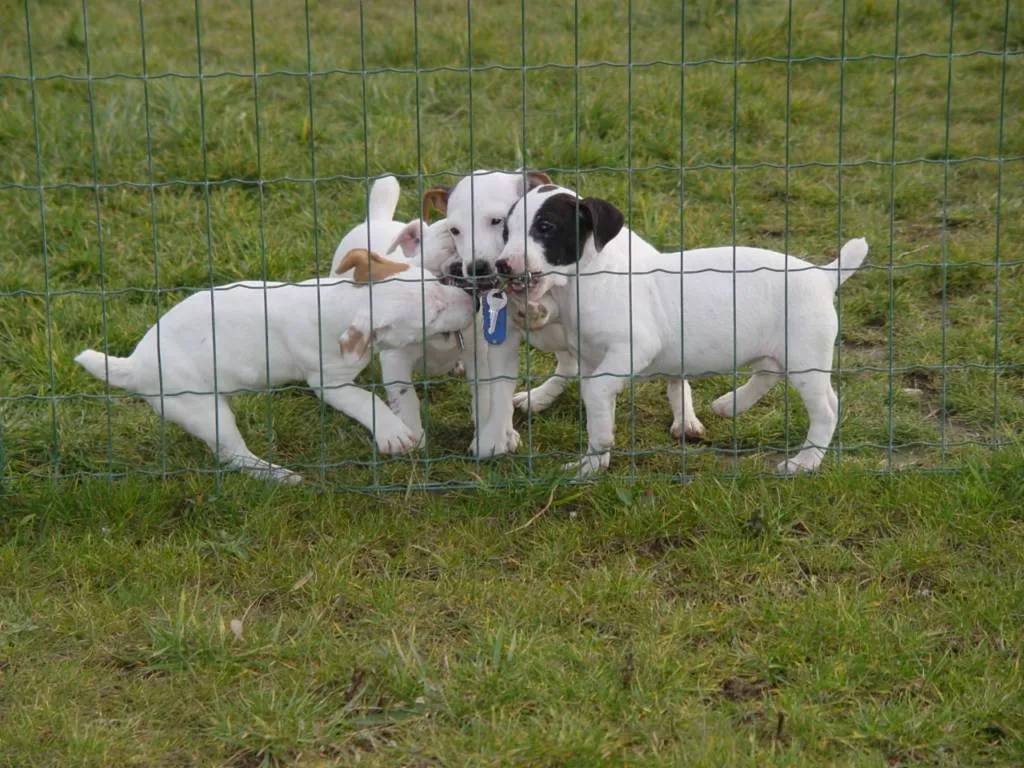 JACK RUSSELL TERRIER L.O.F. AVIGNON