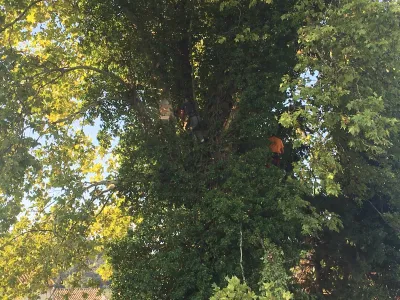 Abattre un platane dangereux pour une maison à Avignon