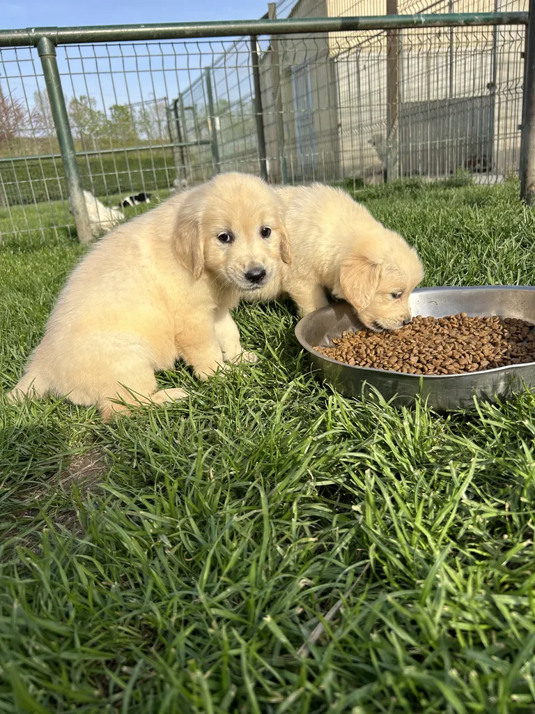 Chiots Golden Retriever LOF disponibles – portée née le 17 avril 2026