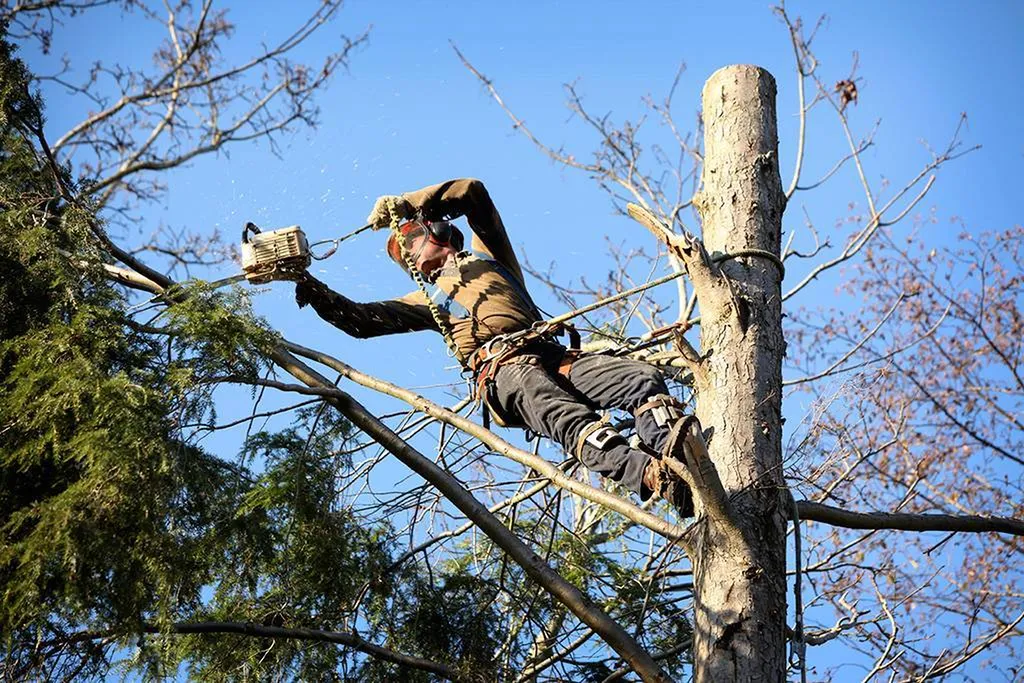 élagage et abatage des arbres à Lesparre médoc avec un élagueur professionnel pour tout vos travaux d'élagage