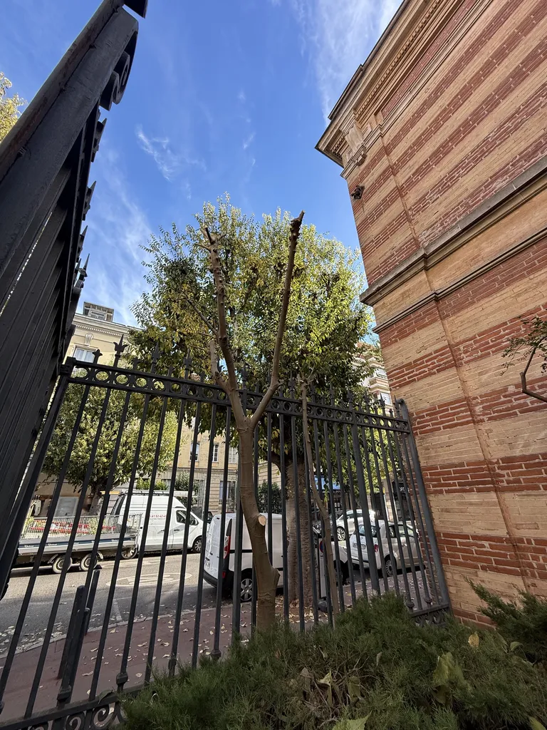 Entretien d’espaces verts en copropriété à Toulouse hyper centre proche de Balma taille de cyprès