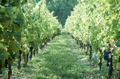 vente de vin au détail aux particuliers la sauve majeure 33