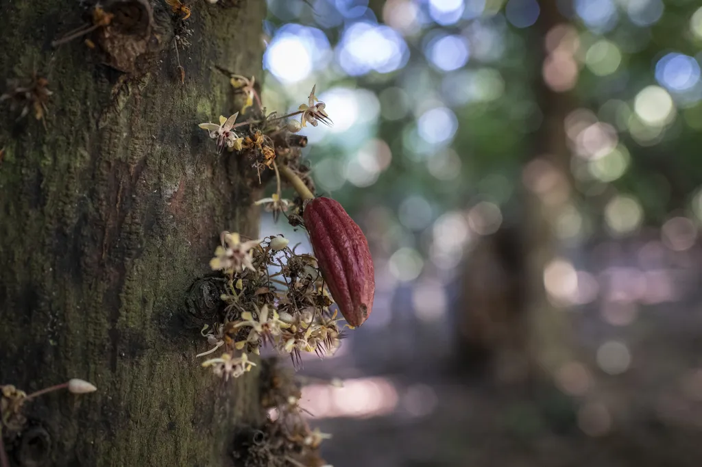 La Plantation Terrakoa, au cœur du Sambirano