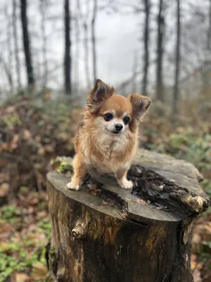 chiens abandonnés au Marrakech 