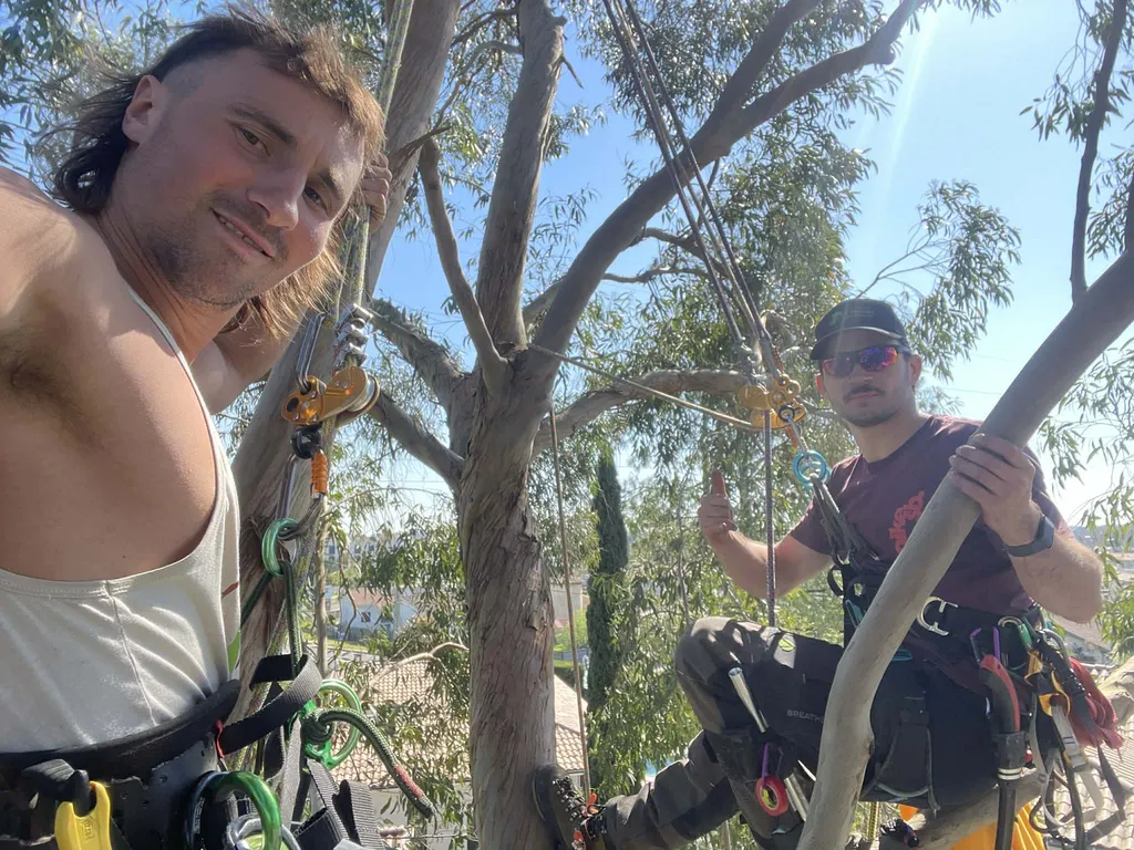 Haubanage eucalyptus Bordeaux 