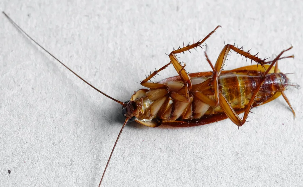 Traitement efficace contre les cafards et blattes dans les appartements et maisons à Toulouse