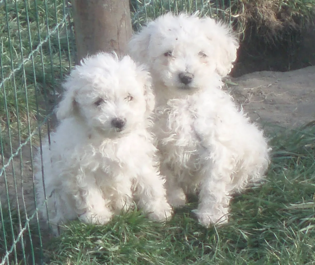 BICHON FRISE MALES ET FEMELLES INSCRIT AU LOF DANS LE VAUCLUSE REGION PACA