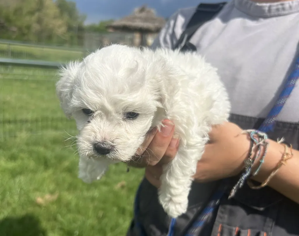 Le Chiot Bichon Frisé : un petit nuage de tendresse