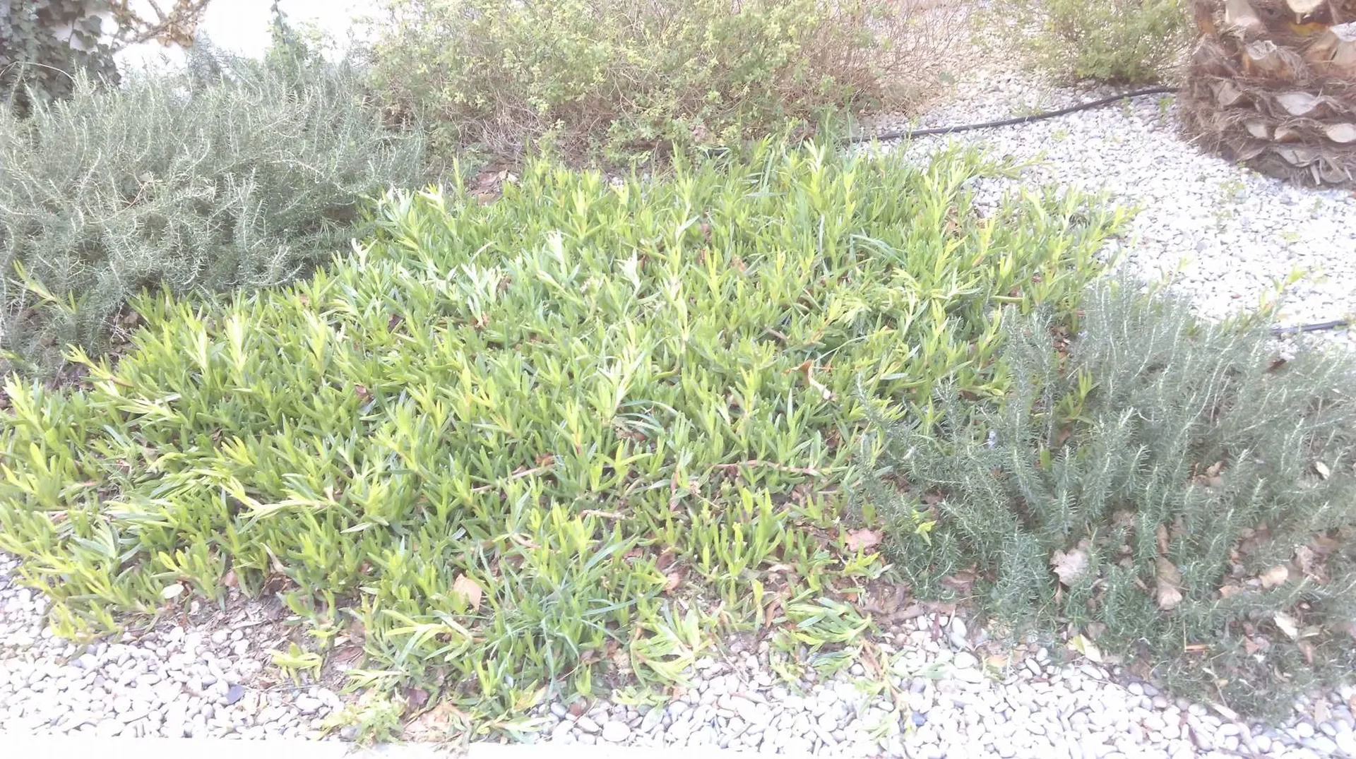 Création et Aménagements de Jardins pour les Entreprises sur Marseille