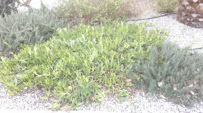 Création et Aménagements de Jardins pour les Entreprises sur Marseille