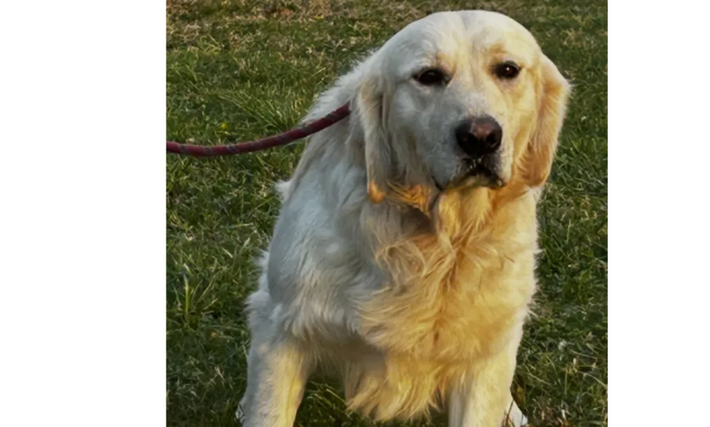 Chiots Golden Retriever LOF à réserver – nés le 10 avril 2026 (Offa et Thao)