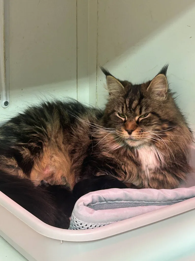 CHATONS MALES ET FEMELLE MAINE COON A ACHETER INSCRIT AU LOOF DANS LE VAUCLUSE