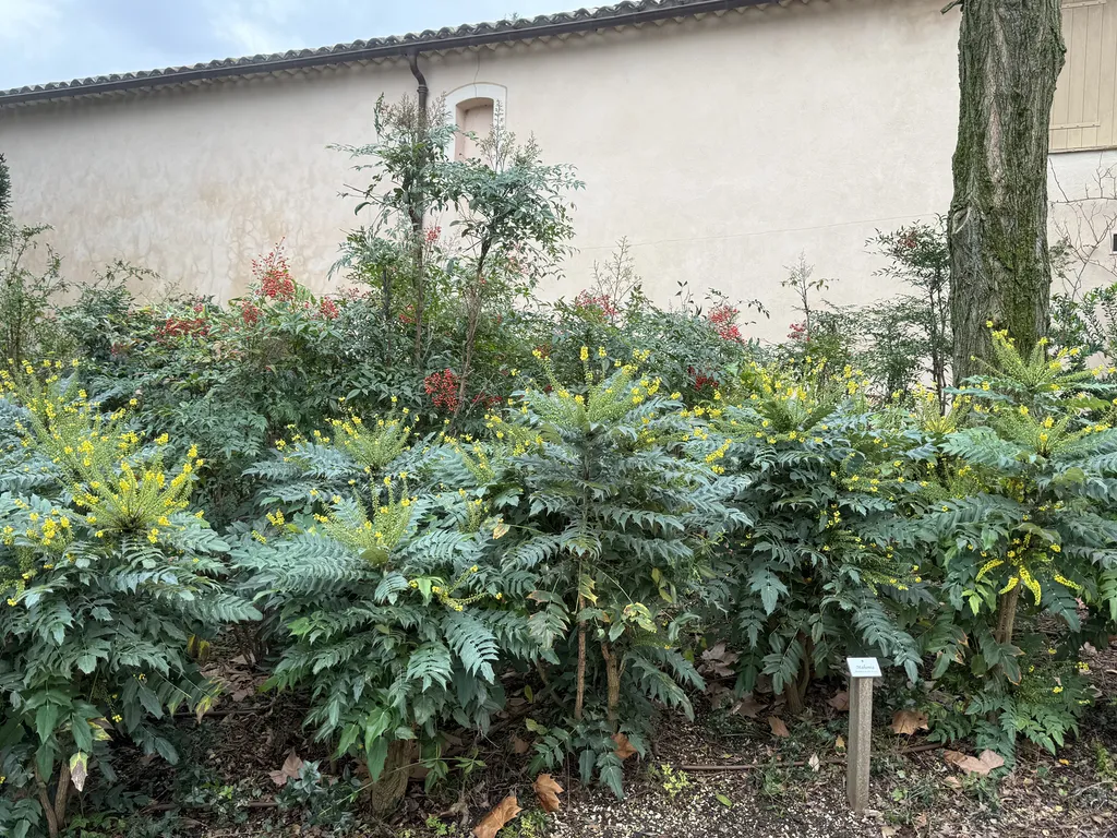 Paillage des massifs de rosier avec du compost