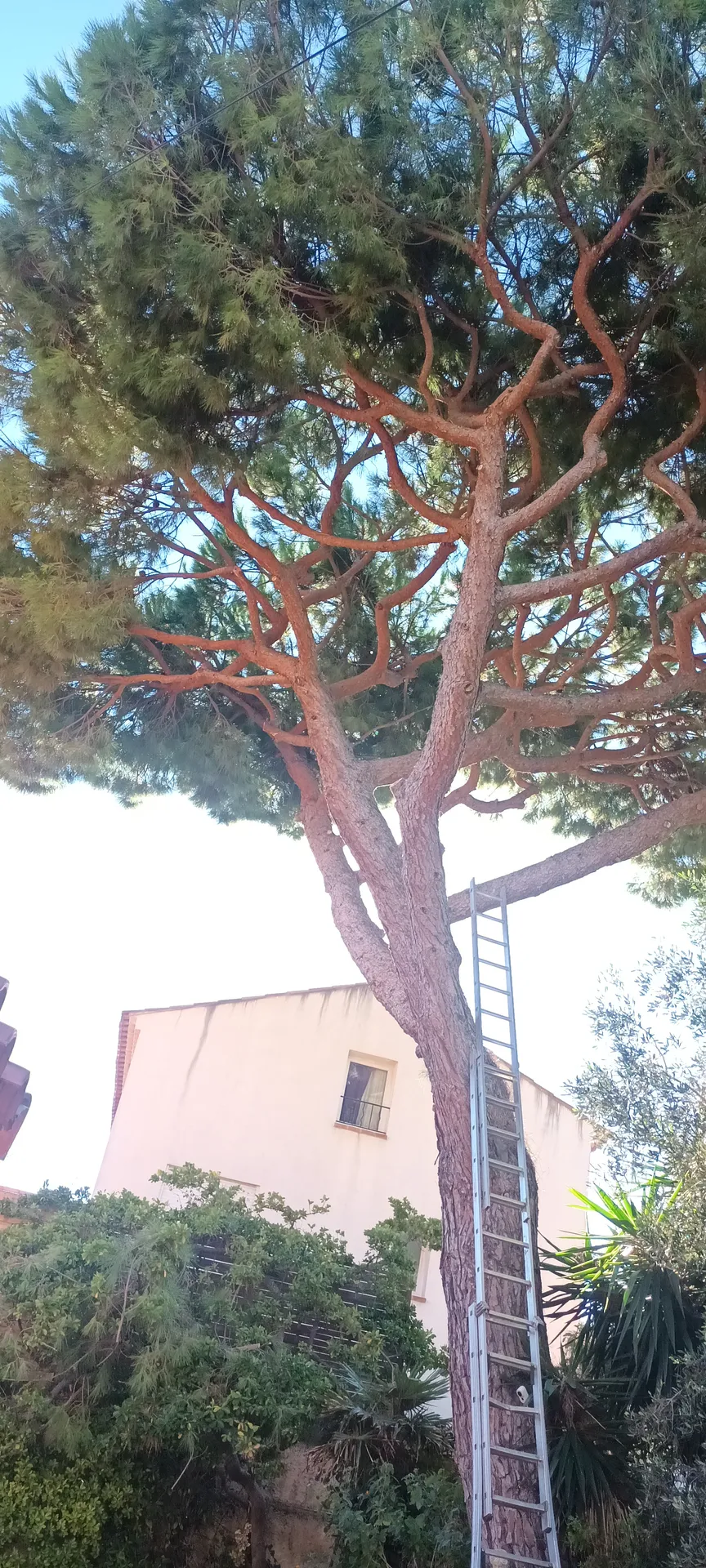 Élagage de pins dans le 8ème à la pointe rouge à Marseille. 