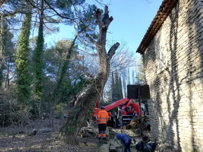 Professionnel de l'élagage pour couper un arbre dans le Vaucluse