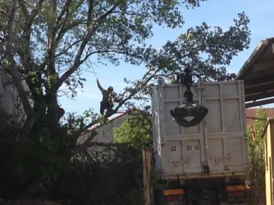 Abattage d'arbres contre un bâtiment industriel sur Avignon