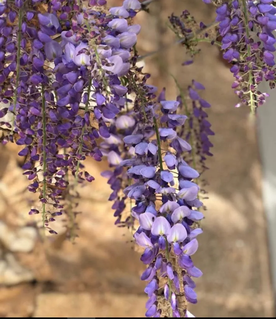 Rénovation de qualité d'un bastidon de hameau à Roussillon en Luberon
