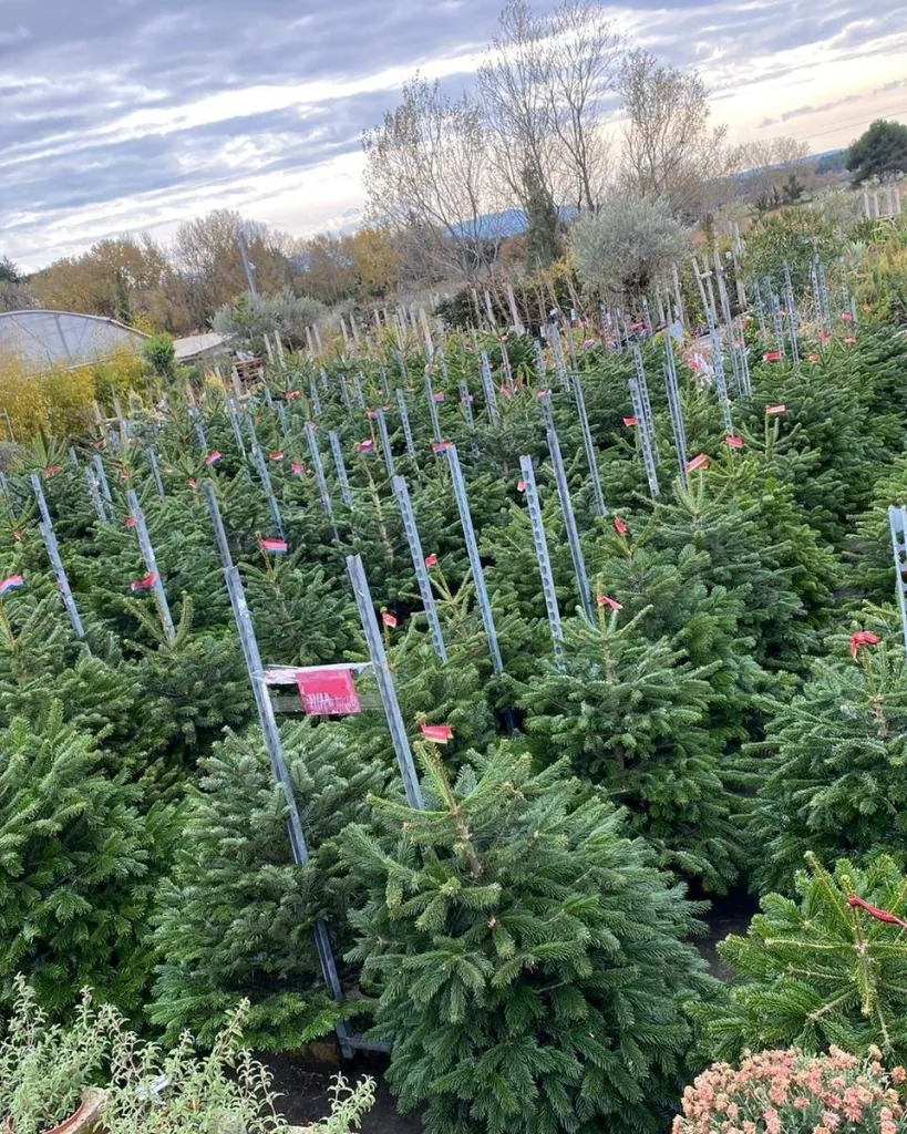 sapin de Noël aix en provence