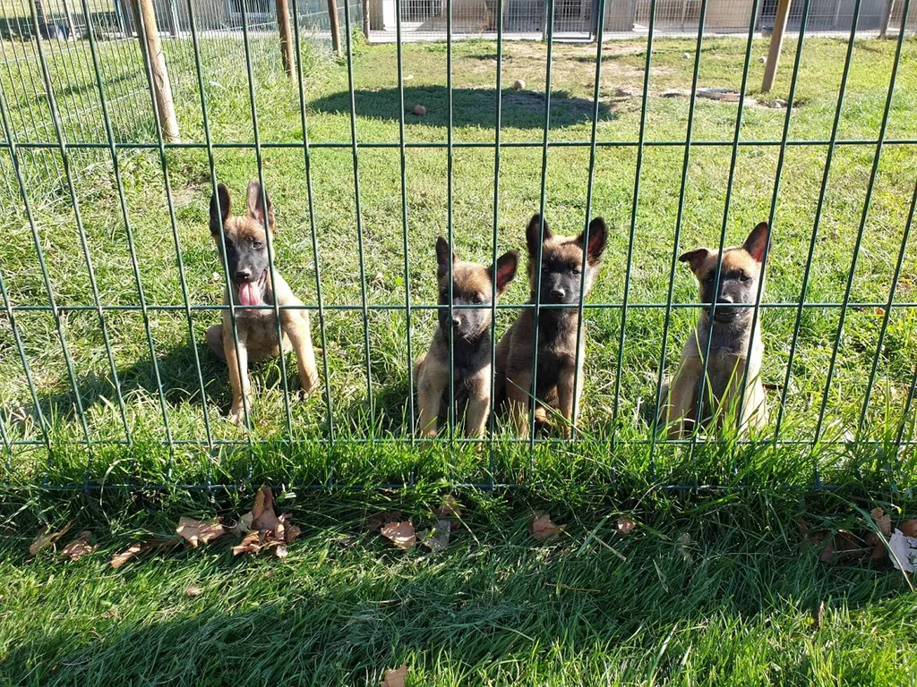 Chiots mâles et femelles BERGER BELGE MALINOIS à vendre dans le Vaucluse