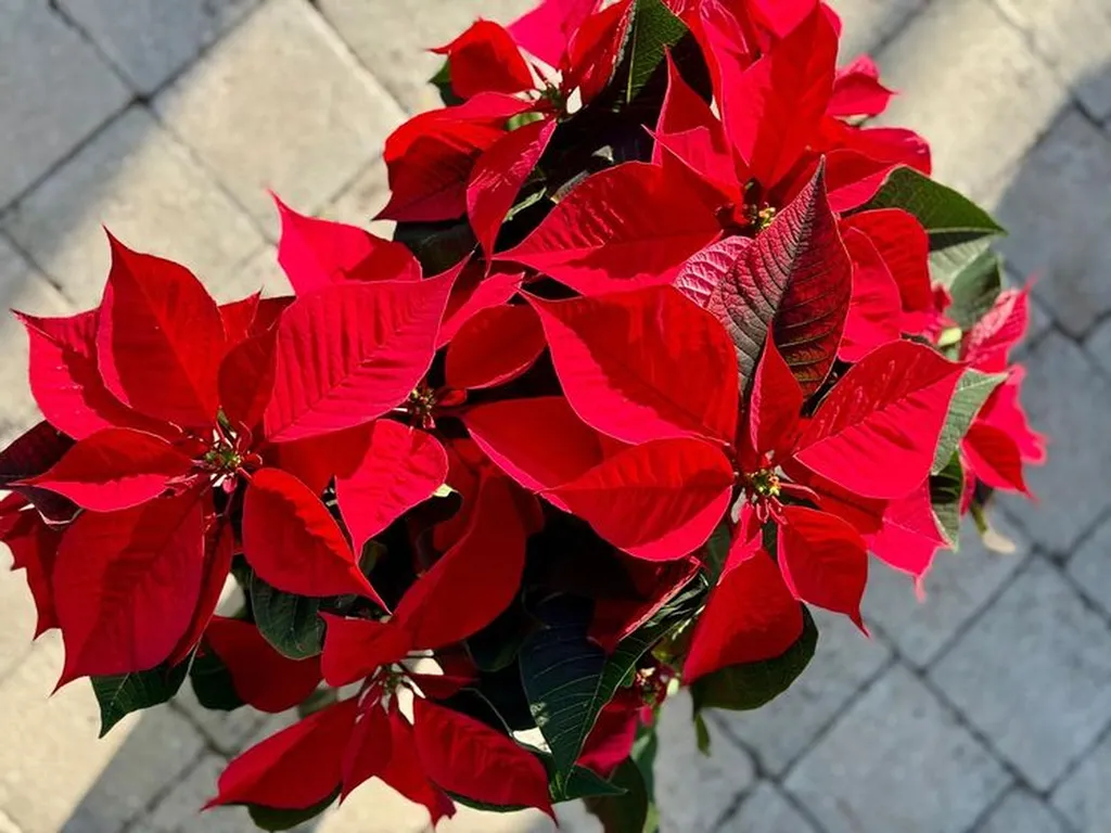 Poinsettia à ma ferme eguilles proche d'aix en provence