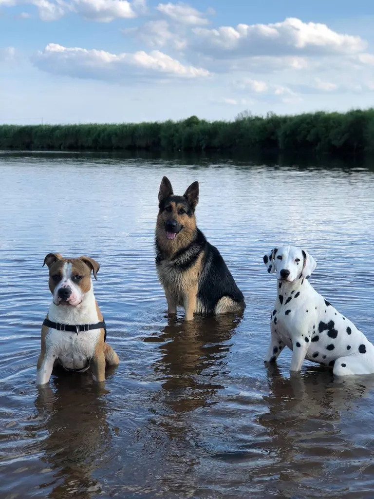 dresser chien de categorie 33