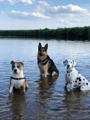 dresser chien de categorie 33
