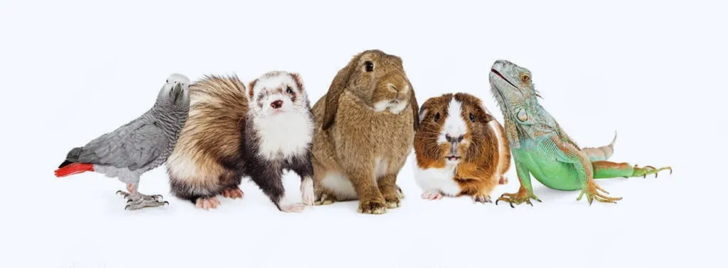 opération NAC à Marseille endoume