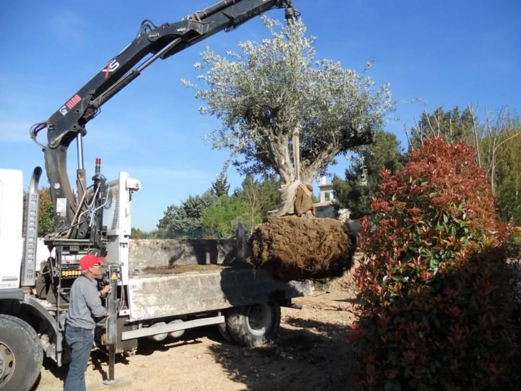 Plantation d'un Olivier par le paysagiste de Fuveau.