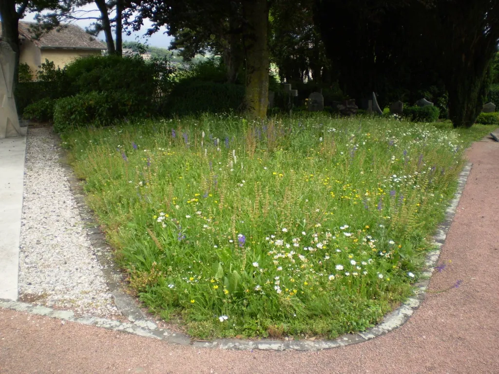 Création et entretien de prairie fleurie dans mon jardin situé dans les Landes