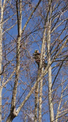 abattage de platane centenaire à Sellas en centre ville