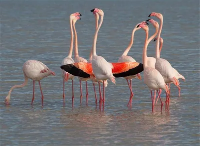Choisir la référence en matière de transport VTC pour me rendre à la Promenade en bateau en Camargue Les Quatres Maries