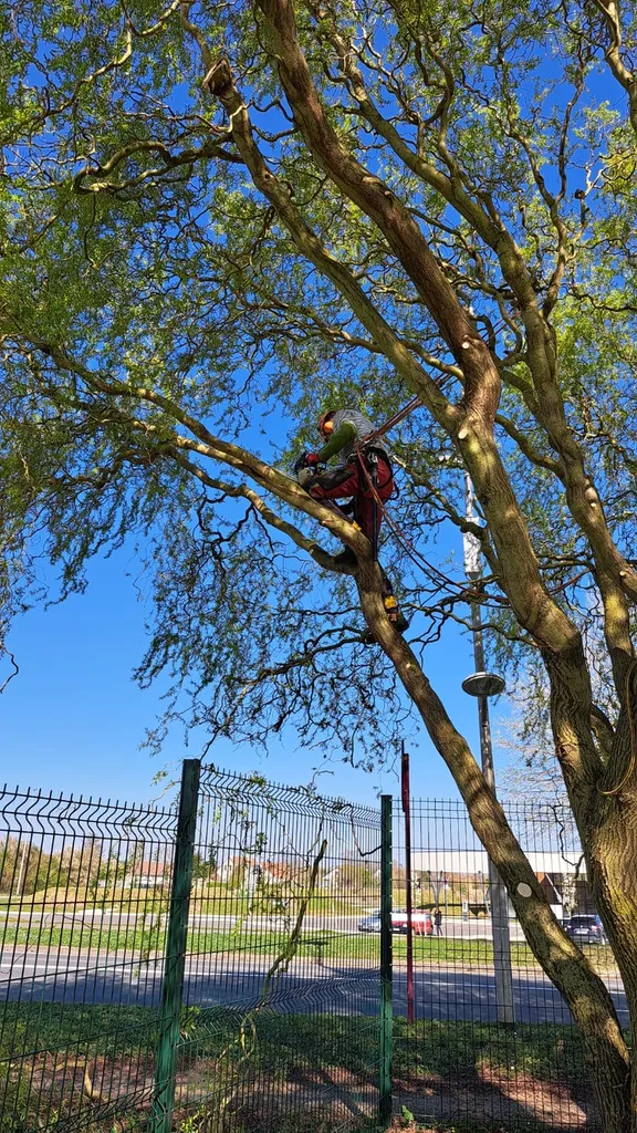 Taille des arbres et arbustes à Fontainebleau 77300 : élagage sécurisé avec rognage de souches pour assainir vos parcs et jardins publics ou privés