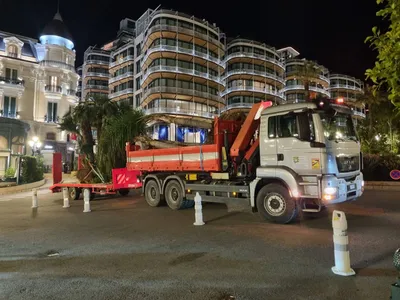 Levage pour transplantation de gros sujets à Monaco