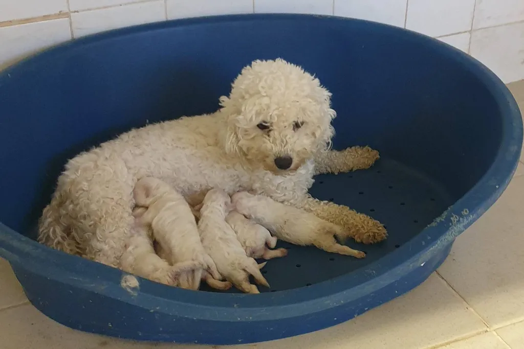 Achat de chien et Chiot Bichon frisé mâle ou femelle Avignon Vaucluse 84 Paca