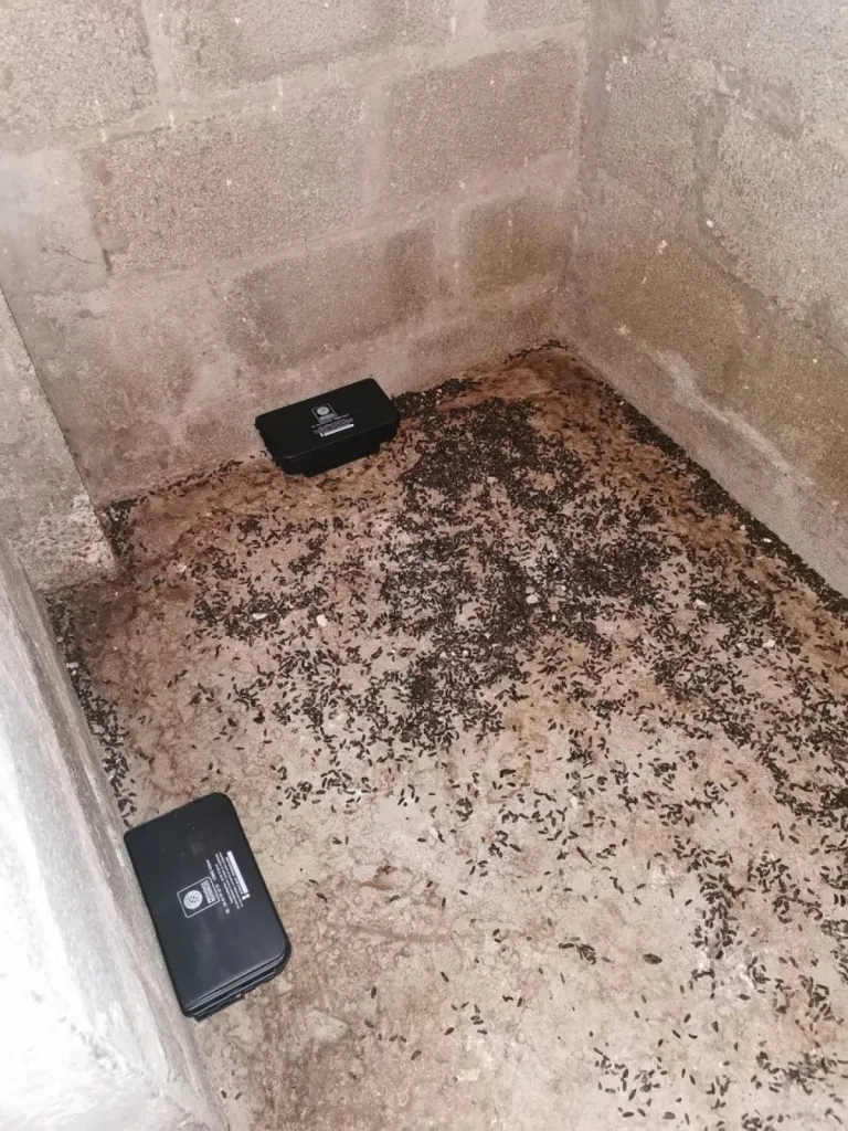 tuer les rats à istres 13800