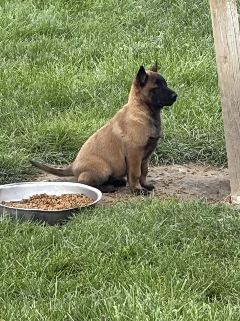 Chiots Berger Belge Malinois à vendre Vaucluse (PACA) – Naissances 2026
