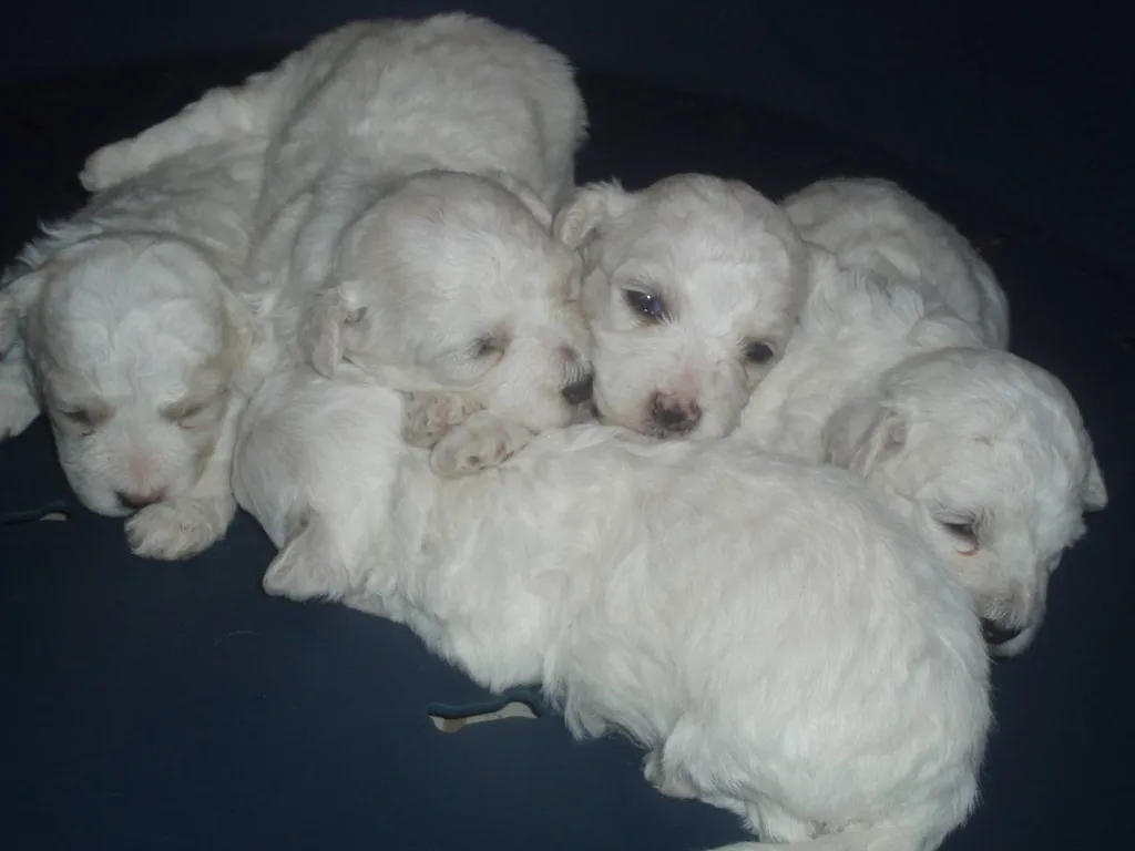 Le Chiot Bichon Frisé : un petit nuage de tendresse