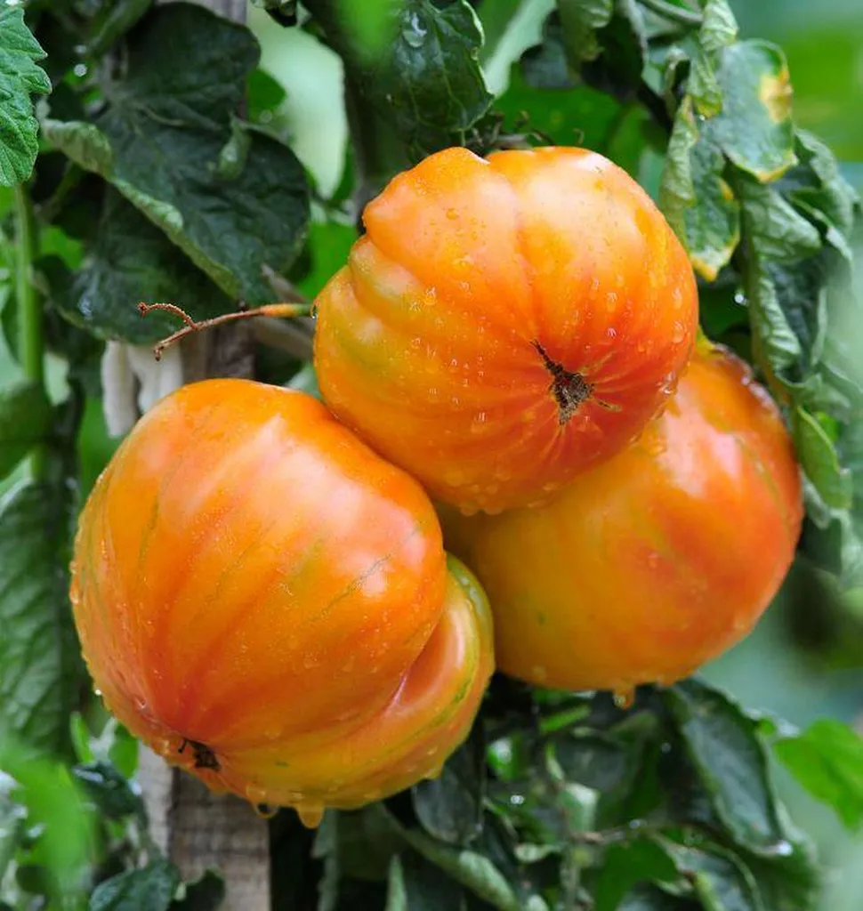 Tomates ananas