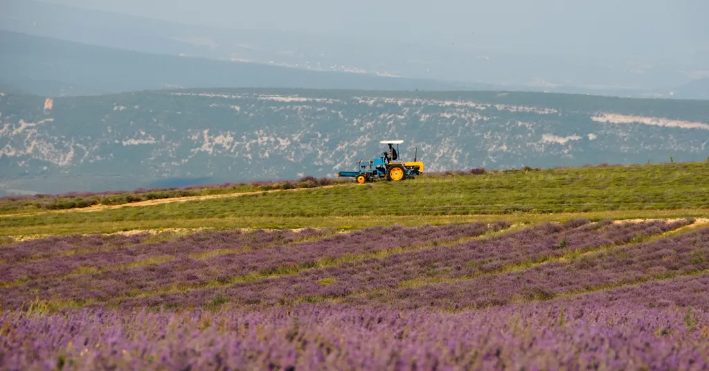 Tracteur-coupeur dans les champs de lavande fine du Château du Bois sur les Monts de Vaucluse