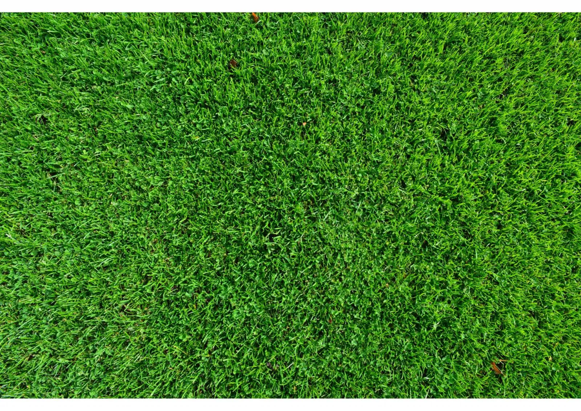 Paysagiste à Avignon pour le regarnissage de gazon dans le Vaucluse