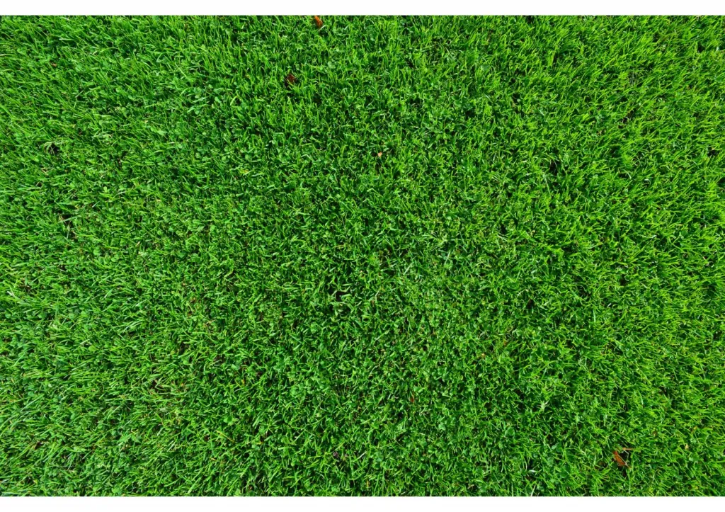 Paysagiste à Avignon pour le regarnissage de gazon dans le Vaucluse