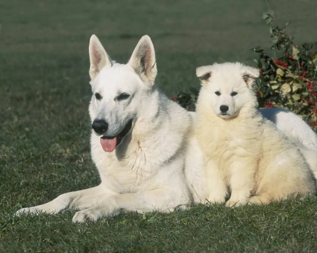 Cany Express : élevage et pension pour chiens et chats depuis plus de 40 ans sur Avignon