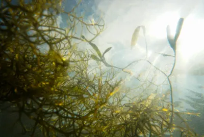 UN PAILLAGE REVOLUTIONNAIRE