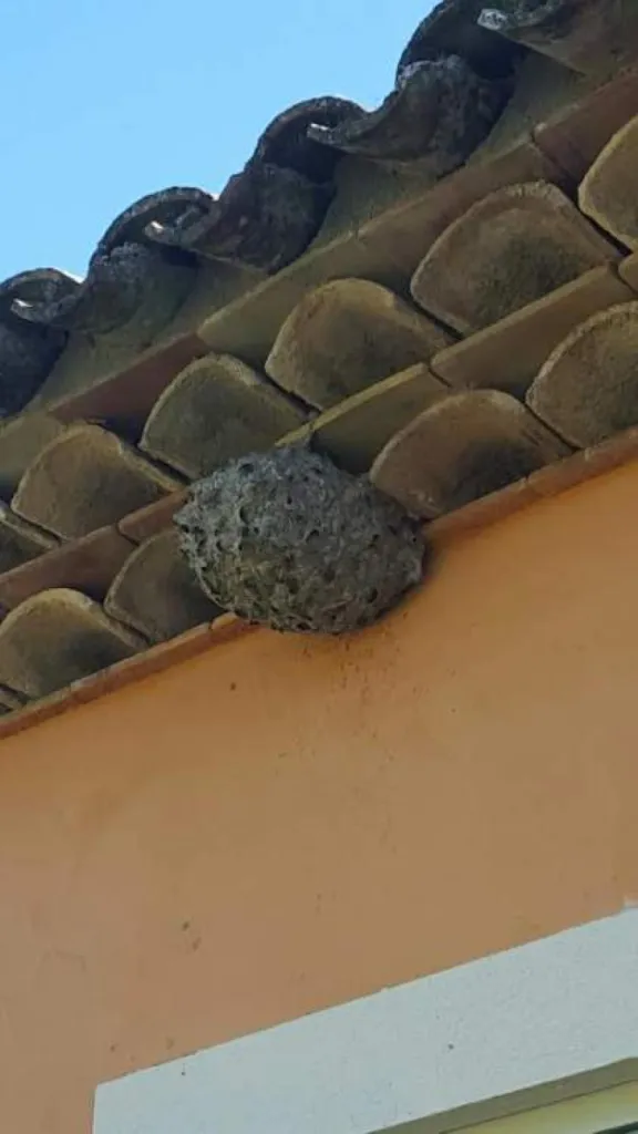 Nid de guêpes Provence Nuisibles à Ventrabre 13122